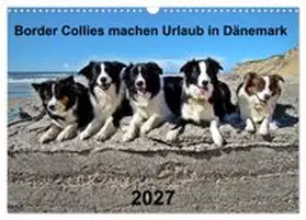 CALVENDO / Busch |  Border Collies machen Urlaub in Dänemark (Wandkalender 2027 DIN A3 quer), CALVENDO Monatskalender | Sonstiges |  Sack Fachmedien
