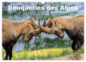 CALVENDO / Duvernay |  Bouquetins des Alpes (Calendrier mural 2027 DIN A3 vertical), CALVENDO calendrier mensuel | Sonstiges |  Sack Fachmedien