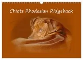 CALVENDO / van Wyk - www.germanpix.net | Chiots Rhodesian Ridgeback (Calendrier mural 2027 DIN A3 vertical), CALVENDO calendrier mensuel | Sonstiges | 978-3-594-03623-5 | www.sack.de