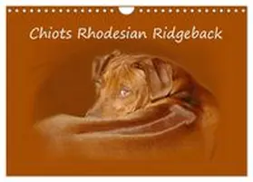 CALVENDO / van Wyk - www.germanpix.net | Chiots Rhodesian Ridgeback (Calendrier mural 2027 DIN A4 vertical), CALVENDO calendrier mensuel | Sonstiges | 978-3-594-03650-1 | www.sack.de