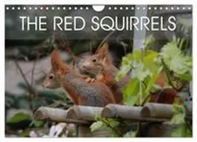 CALVENDO / Adam |  The red squirrels (Wall Calendar 2027 DIN A4 landscape), CALVENDO 12 Month Wall Calendar | Sonstiges |  Sack Fachmedien