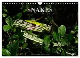 CALVENDO / Trapp |  SNAKES / UK-Version (Wall Calendar 2027 DIN A4 landscape), CALVENDO 12 Month Wall Calendar | Sonstiges |  Sack Fachmedien