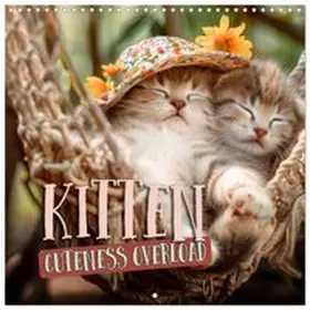 CALVENDO / Viola |  KITTEN Cuteness overload (Wall Calendar 2027 12 × 12 Inch) CALVENDO 12 Month Wall Calendar | Sonstiges |  Sack Fachmedien