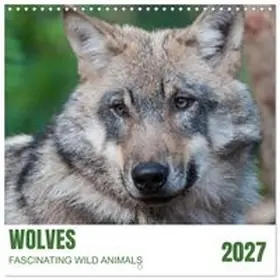 CALVENDO / Rohde |  Wolves - fascinating wild animals (Wall Calendar 2027 12 × 12 Inch) CALVENDO 12 Month Wall Calendar | Sonstiges |  Sack Fachmedien