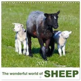 CALVENDO / Rohde |  The wonderful world of sheep (Wall Calendar 2027 12 × 12 Inch) CALVENDO 12 Month Wall Calendar | Sonstiges |  Sack Fachmedien