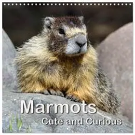 CALVENDO / Wilczek |  Marmots - Cute and Curious (Wall Calendar 2027 12 × 12 Inch) CALVENDO 12 Month Wall Calendar | Sonstiges |  Sack Fachmedien
