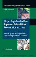 Alibardi |  Morphological and Cellular Aspects of Tail and Limb Regeneration in Lizards | eBook | Sack Fachmedien