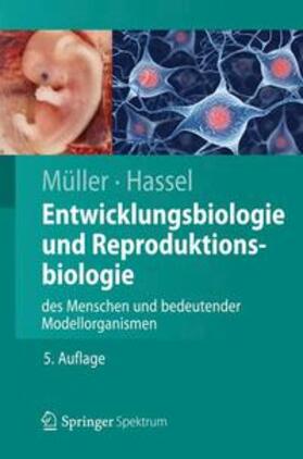 Müller / Hassel | Entwicklungsbiologie und Reproduktionsbiologie des Menschen und bedeutender Modellorganismen | Buch | 978-3-642-28382-6 | sack.de