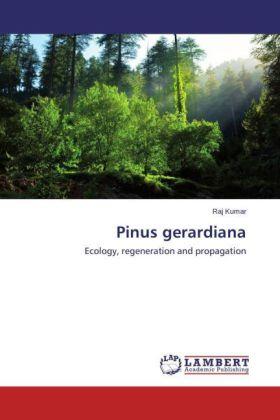 Kumar |  Pinus gerardiana | Buch |  Sack Fachmedien