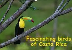 Dummermuth |  Fascinating birds of Costa Rica / UK-Version (Wall Calendar perpetual DIN A2 Landscape) | Sonstiges |  Sack Fachmedien