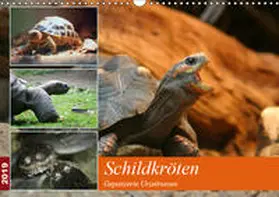 Mielewczyk |  Schildkr?ten - Gepanzerte Urzeitwesen (Wandkalender 2019 DIN A3 quer) | Sonstiges |  Sack Fachmedien