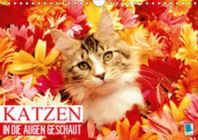 Calvendo / CALVENDO |  Katzen: in die Augen geschaut (Wandkalender 2019 DIN A4 quer) | Sonstiges |  Sack Fachmedien