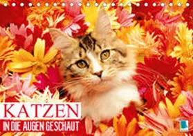 Calvendo / CALVENDO |  Katzen: in die Augen geschaut (Tischkalender 2019 DIN A5 quer) | Sonstiges |  Sack Fachmedien