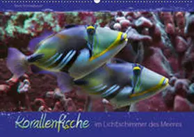 Schmidbauer |  Korallenfische im Lichtschimmer des Meeres (Wandkalender 2019 DIN A2 quer) | Sonstiges |  Sack Fachmedien