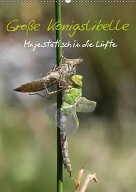 Brix - Studio Brix |  Große Königslibelle (Wandkalender 2019 DIN A2 hoch) | Sonstiges |  Sack Fachmedien