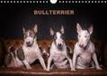 Schubert |  Bullterrier (Wandkalender 2019 DIN A4 quer) | Sonstiges |  Sack Fachmedien