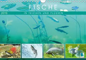 Calvendo / CALVENDO |  Fische in Teichen und Flüssen (Wandkalender 2019 DIN A4 quer) | Sonstiges |  Sack Fachmedien