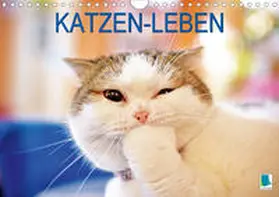Calvendo / CALVENDO |  Katzen-Leben: Lustiger Haustiger (Wandkalender 2019 DIN A4 quer) | Sonstiges |  Sack Fachmedien