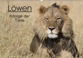 Sander |  Löwen - Könige der Tiere (Wandkalender 2019 DIN A2 quer) | Sonstiges |  Sack Fachmedien