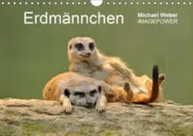 Weber |  Erdmännchen - Tierkinder (Wandkalender 2019 DIN A4 quer) | Sonstiges |  Sack Fachmedien