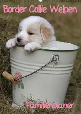 Lindert-Rottke | Border Collie Welpen - Familienplaner (Wandkalender 2019 DIN A2 hoch) | Sonstiges | 978-3-669-47487-0 | www.sack.de