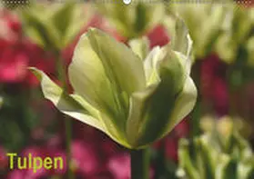 Haas |  Tulpen (Wandkalender 2019 DIN A2 quer) | Sonstiges |  Sack Fachmedien