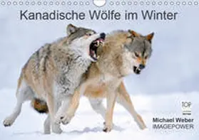 Weber |  Kanadische Wölfe im Winter (Wandkalender 2019 DIN A4 quer) | Sonstiges |  Sack Fachmedien