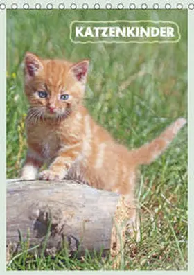 Mielewczyk | Katzenkinder (Tischkalender 2019 DIN A5 hoch) | Sonstiges | 978-3-669-53123-8 | www.sack.de