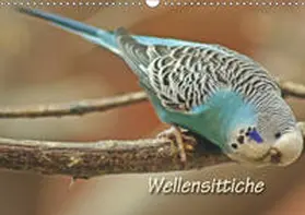Mielewczyk | Wellensittiche (Wandkalender 2019 DIN A3 quer) | Sonstiges | 978-3-669-53940-1 | www.sack.de