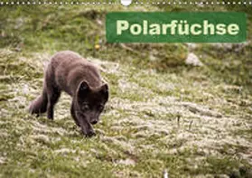 Gimpel | Polarfüchse (Wandkalender 2019 DIN A3 quer) | Sonstiges | 978-3-669-56140-2 | www.sack.de