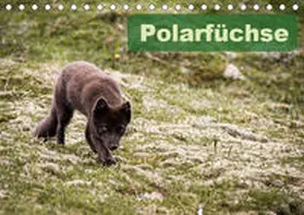 Gimpel | Polarfüchse (Tischkalender 2019 DIN A5 quer) | Sonstiges | 978-3-669-56141-9 | www.sack.de