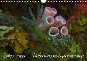 Eberschulz |  Rotes Meer - Unterwasserimpressionen (Wandkalender 2019 DIN A4 quer) | Sonstiges |  Sack Fachmedien