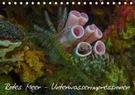 Eberschulz |  Rotes Meer - Unterwasserimpressionen (Tischkalender 2019 DIN A5 quer) | Sonstiges |  Sack Fachmedien