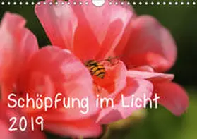 Hildebrand | Schöpfung im Licht (Wandkalender 2019 DIN A4 quer) | Sonstiges | 978-3-669-56863-0 | www.sack.de