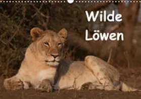 Ohm |  Wilde Löwen (Wandkalender 2019 DIN A3 quer) | Sonstiges |  Sack Fachmedien