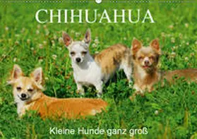 Starick | Chihuahua - Kleine Hunde ganz groß (Wandkalender 2019 DIN A2 quer) | Sonstiges | 978-3-669-57133-3 | www.sack.de