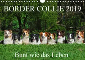 Starick |  Border Collie 2019 (Wandkalender 2019 DIN A4 quer) | Sonstiges |  Sack Fachmedien
