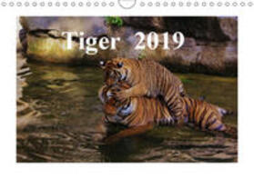 Hennig | Tiger  2019 (Wandkalender 2019 DIN A4 quer) | Sonstiges | 978-3-669-59028-0 | sack.de