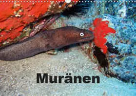 Eberschulz | Muränen (Wandkalender 2019 DIN A3 quer) | Sonstiges | 978-3-669-59703-6 | www.sack.de