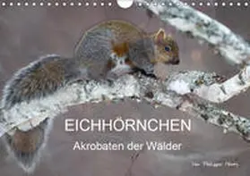 Henry | EICHHÖRNCHEN (Wandkalender 2019 DIN A4 quer) | Sonstiges | 978-3-669-64900-1 | www.sack.de
