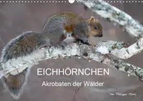 Henry | EICHHÖRNCHEN (Wandkalender 2019 DIN A3 quer) | Sonstiges | 978-3-669-64901-8 | www.sack.de