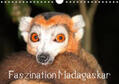 Raab |  Faszination Madagaskar (Wandkalender 2019 DIN A4 quer) | Sonstiges |  Sack Fachmedien