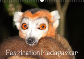 Raab | Faszination Madagaskar (Wandkalender 2019 DIN A3 quer) | Sonstiges | 978-3-669-66604-6 | sack.de