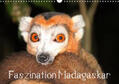 Raab |  Faszination Madagaskar (Wandkalender 2019 DIN A3 quer) | Sonstiges |  Sack Fachmedien