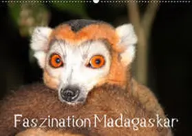 Raab | Faszination Madagaskar (Wandkalender 2019 DIN A2 quer) | Sonstiges | 978-3-669-66605-3 | sack.de