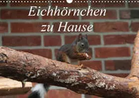 Peitz | Eichhörnchen zu Hause (Wandkalender 2019 DIN A3 quer) | Sonstiges | 978-3-669-66660-2 | www.sack.de