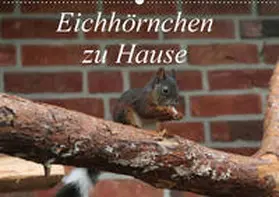 Peitz | Eichhörnchen zu Hause (Wandkalender 2019 DIN A2 quer) | Sonstiges | 978-3-669-66661-9 | www.sack.de