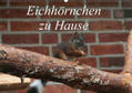 Peitz |  Eichhörnchen zu Hause (Wandkalender 2019 DIN A2 quer) | Sonstiges |  Sack Fachmedien