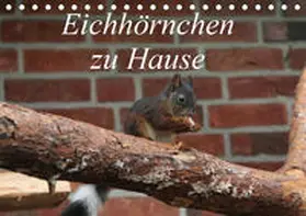 Peitz | Eichhörnchen zu Hause (Tischkalender 2019 DIN A5 quer) | Sonstiges | 978-3-669-66662-6 | www.sack.de