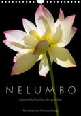 Herzog / www.bild-erzaehler.com |  N E L U M B O - Zauberhafte Ansichten der Lotosblüte (Wandkalender 2019 DIN A4 hoch) | Sonstiges |  Sack Fachmedien
